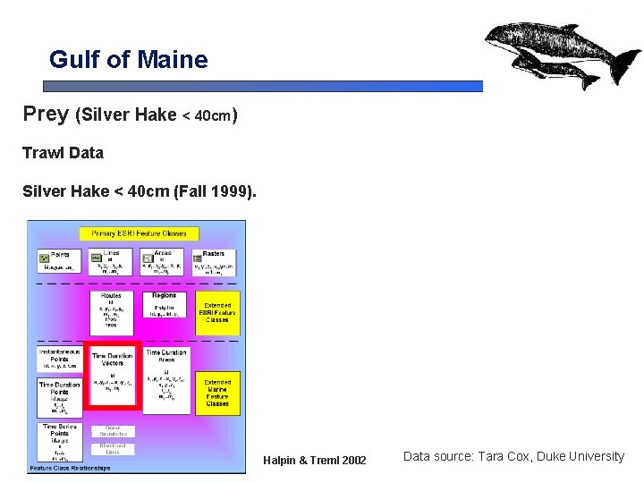 Gulf of Maine Prey (Silver Hake < 40 cm) Trawl Data Silver Hake < Gulf of Maine Prey (Silver Hake < 40 cm) Trawl Data Silver Hake <