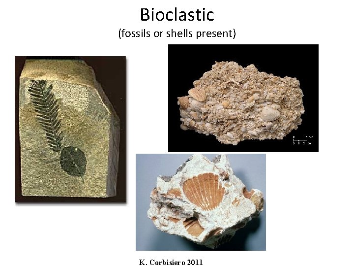 Bioclastic (fossils or shells present) K. Corbisiero 2011 