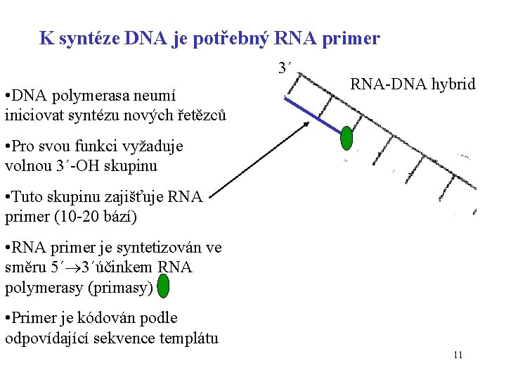 K syntéze DNA je potřebný RNA primer 3´ • DNA polymerasa neumí iniciovat syntézu