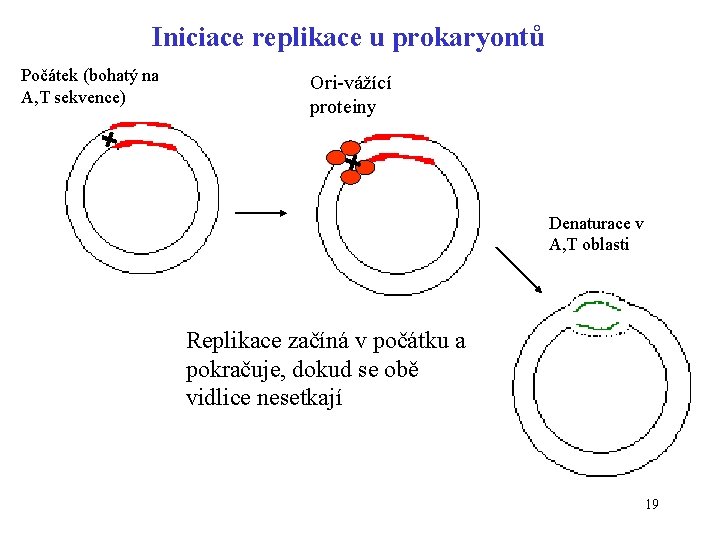 Iniciace replikace u prokaryontů Počátek (bohatý na A, T sekvence) Ori-vážící proteiny Denaturace v