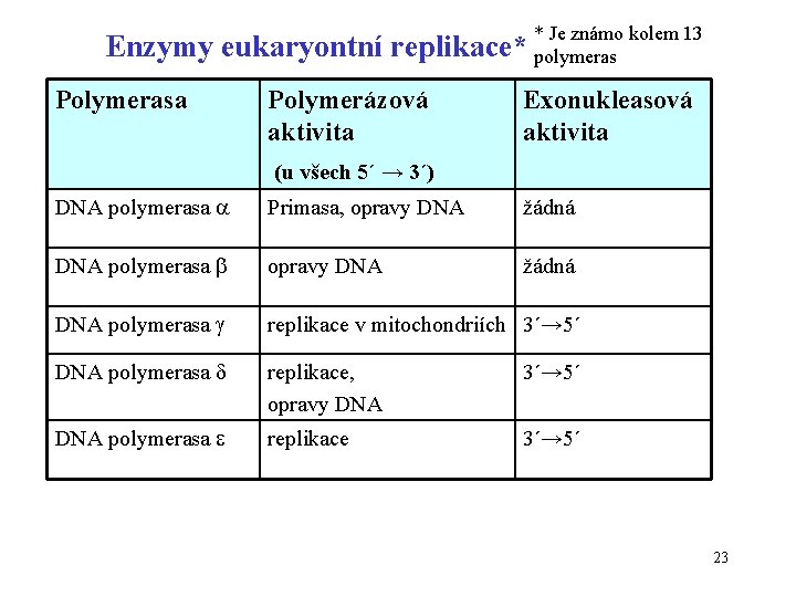 Enzymy eukaryontní replikace* Polymerasa Polymerázová aktivita * Je známo kolem 13 polymeras Exonukleasová aktivita