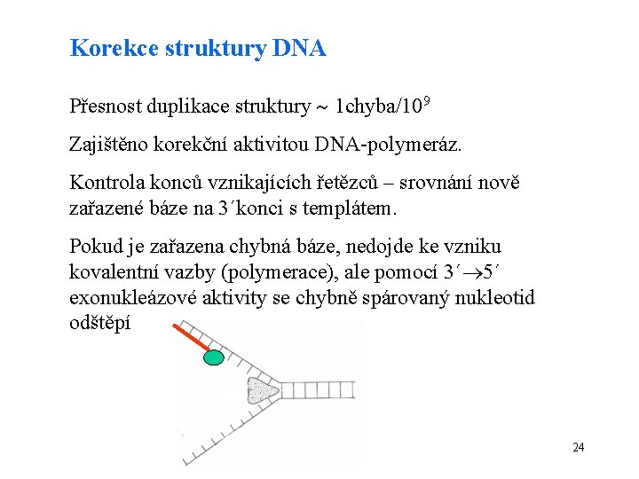 Korekce struktury DNA Přesnost duplikace struktury 1 chyba/109 Zajištěno korekční aktivitou DNA-polymeráz. Kontrola konců