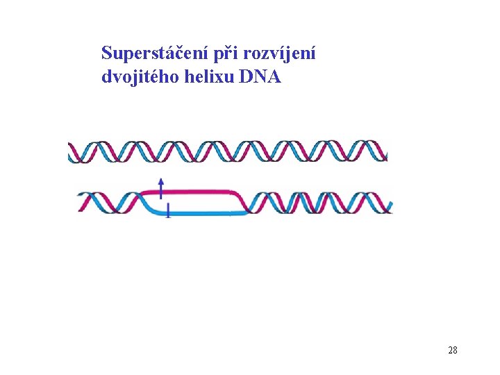 Superstáčení při rozvíjení dvojitého helixu DNA 28 