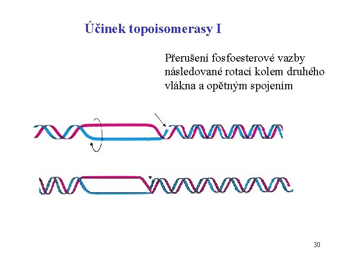 Účinek topoisomerasy I Přerušení fosfoesterové vazby následované rotací kolem druhého vlákna a opětným spojením