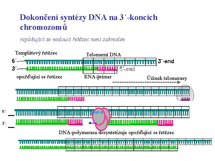 Dokončení syntézy DNA na 3´-koncích chromozomů replikující se vedoucí řetězec není zakreslen Templátový řetězec