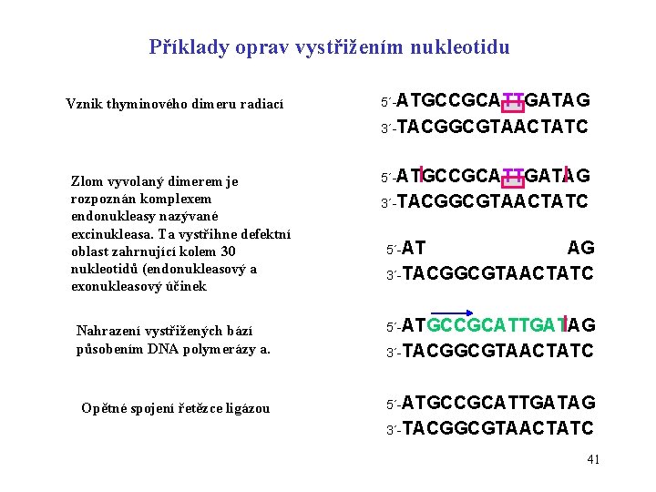 Příklady oprav vystřižením nukleotidu Vznik thyminového dimeru radiací 5´-ATGCCGCATTGATAG 3´-TACGGCGTAACTATC Zlom vyvolaný dimerem je