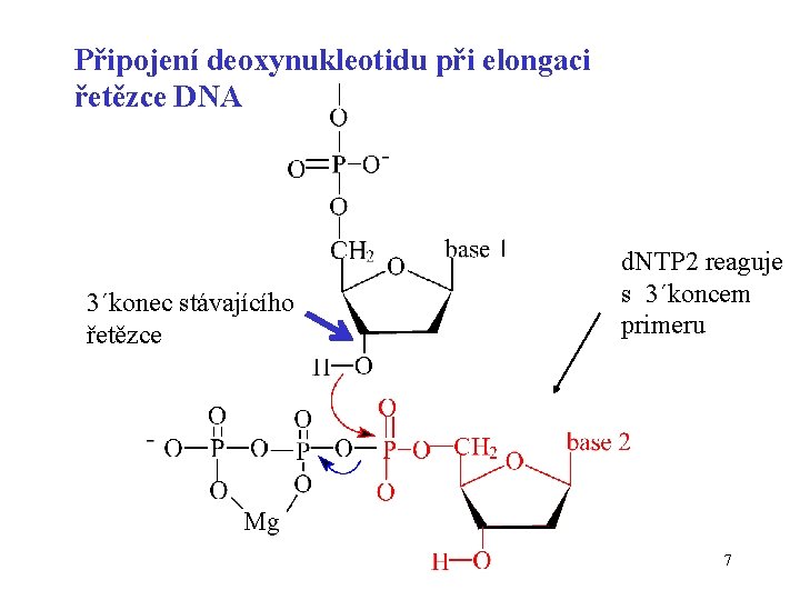 Připojení deoxynukleotidu při elongaci řetězce DNA 3´konec stávajícího řetězce d. NTP 2 reaguje s