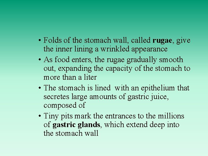  • Folds of the stomach wall, called rugae, give the inner lining a