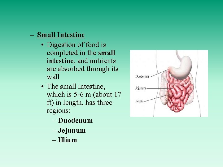 – Small Intestine • Digestion of food is completed in the small intestine, and