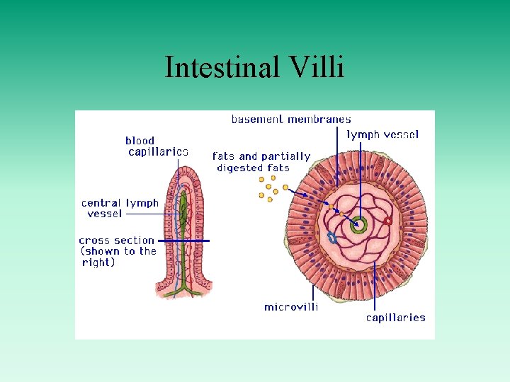 Intestinal Villi 
