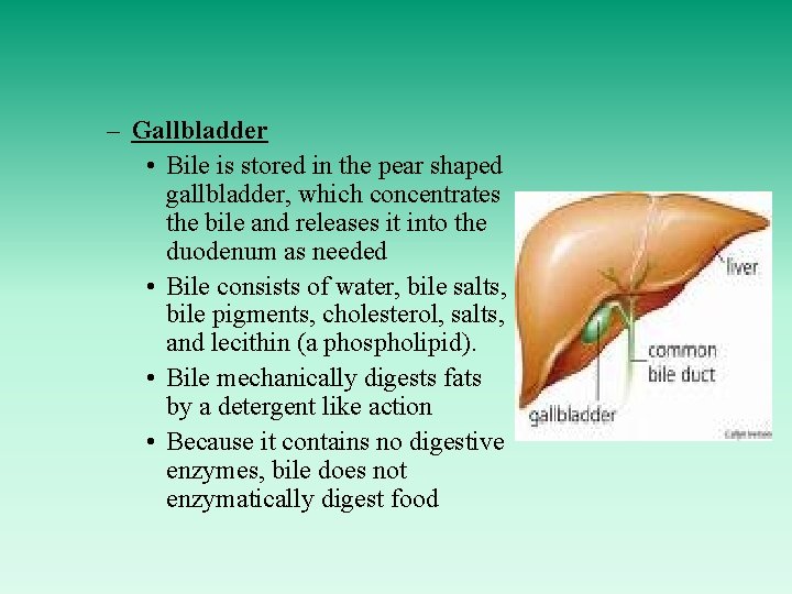 – Gallbladder • Bile is stored in the pear shaped gallbladder, which concentrates the