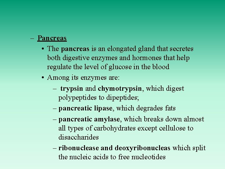 – Pancreas • The pancreas is an elongated gland that secretes both digestive enzymes