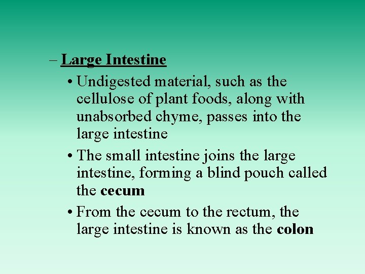 – Large Intestine • Undigested material, such as the cellulose of plant foods, along