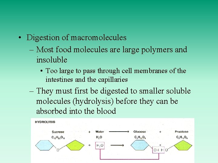  • Digestion of macromolecules – Most food molecules are large polymers and insoluble