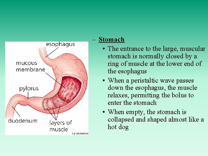 – Stomach • The entrance to the large, muscular stomach is normally closed by