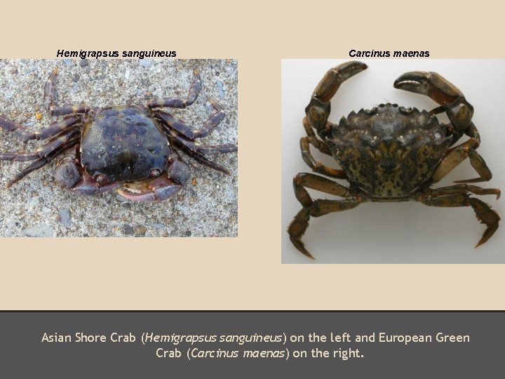 Hemigrapsus sanguineus Carcinus maenas Asian Shore Crab (Hemigrapsus sanguineus) on the left and European