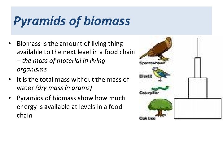 Pyramids of biomass • Biomass is the amount of living thing available to the