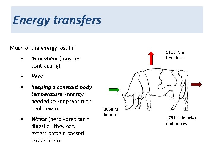 Energy transfers Much of the energy lost in: • Movement (muscles contracting) • Heat