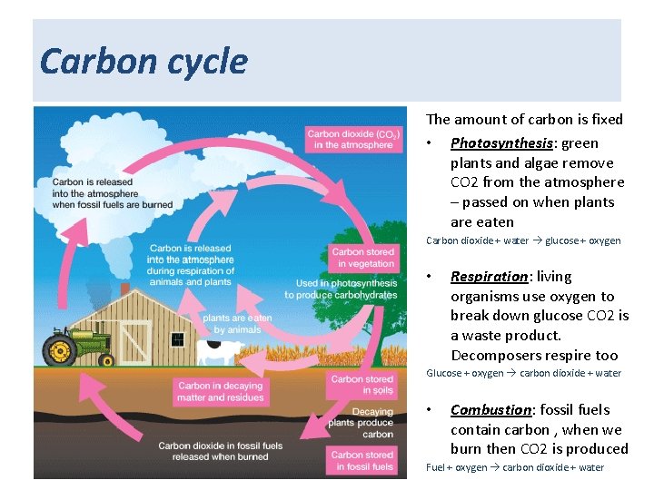 Carbon cycle The amount of carbon is fixed • Photosynthesis: green plants and algae