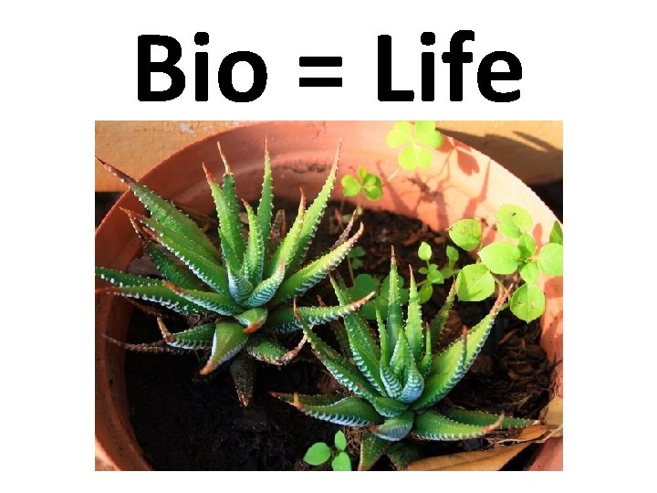 Bio = Life 