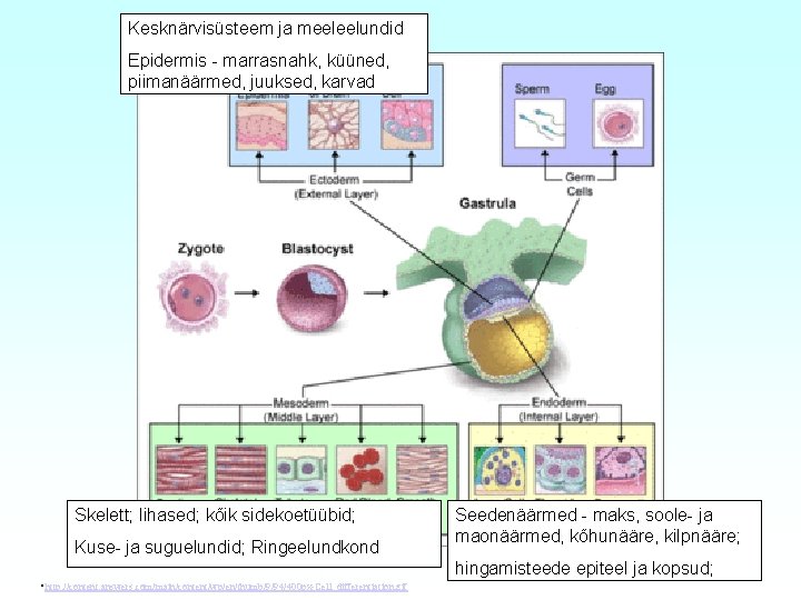 Kesknärvisüsteem ja meeleelundid Epidermis - marrasnahk, küüned, piimanäärmed, juuksed, karvad Skelett; lihased; kõik sidekoetüübid;