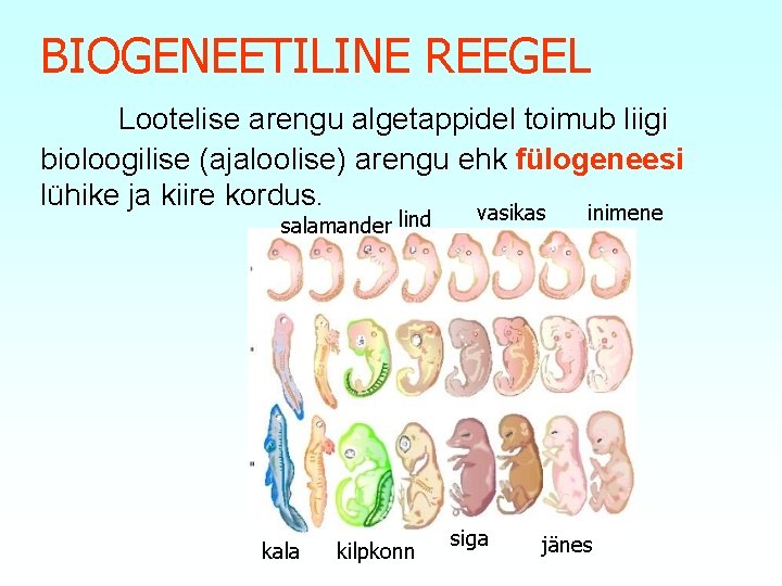 BIOGENEETILINE REEGEL Lootelise arengu algetappidel toimub liigi bioloogilise (ajaloolise) arengu ehk fülogeneesi lühike ja