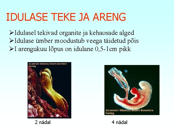 IDULASE TEKE JA ARENG ØIdulasel tekivad organite ja kehaosade alged ØIdulase ümber moodustub veega