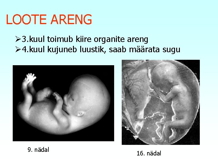 LOOTE ARENG Ø 3. kuul toimub kiire organite areng Ø 4. kuul kujuneb luustik,