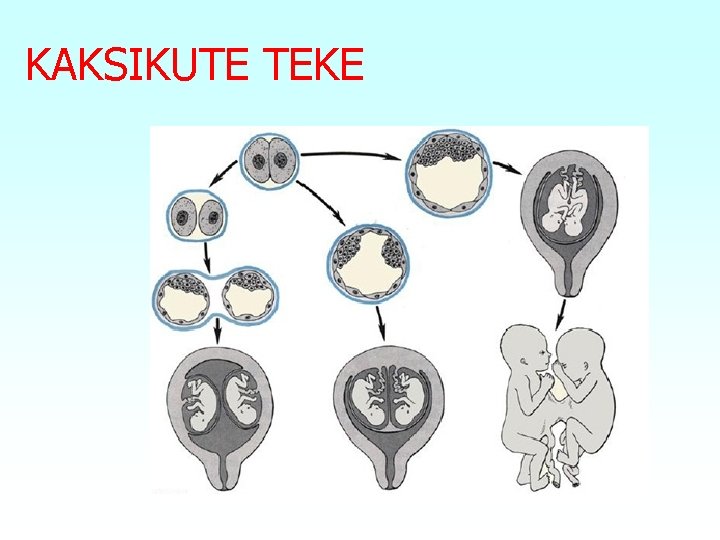 KAKSIKUTE TEKE 