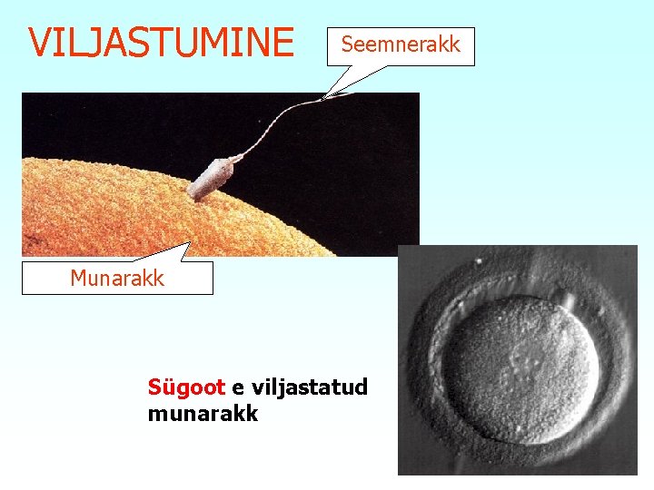 VILJASTUMINE Seemnerakk Munarakk Sügoot e viljastatud munarakk 