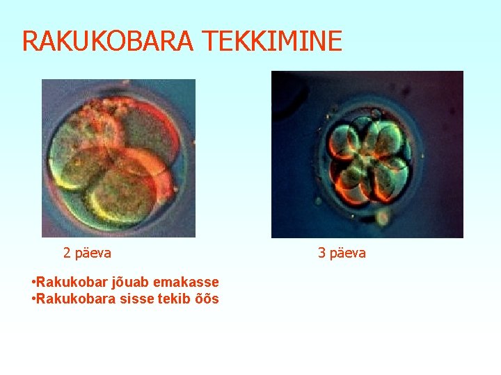 RAKUKOBARA TEKKIMINE 2 päeva • Rakukobar jõuab emakasse • Rakukobara sisse tekib õõs 3