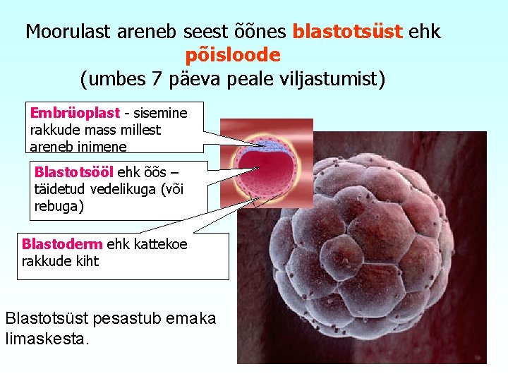 Moorulast areneb seest õõnes blastotsüst ehk põisloode (umbes 7 päeva peale viljastumist) Embrüoplast -