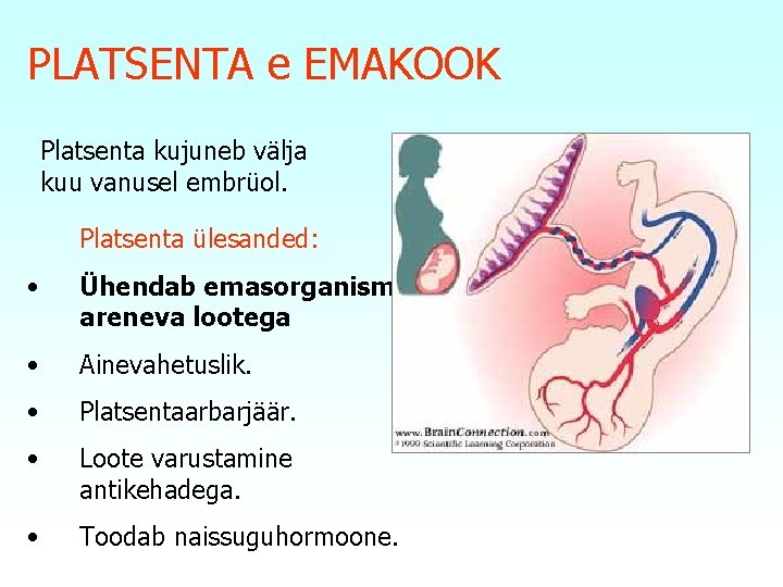 PLATSENTA e EMAKOOK Platsenta kujuneb välja kuu vanusel embrüol. Platsenta ülesanded: • Ühendab emasorganismi