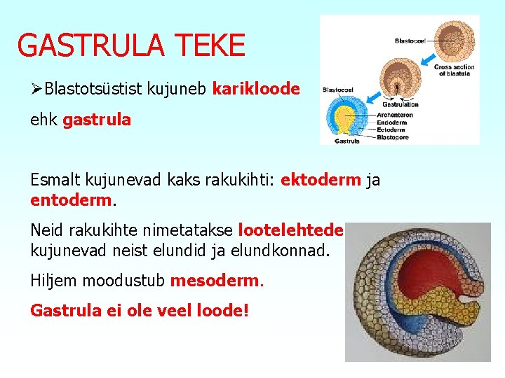 GASTRULA TEKE ØBlastotsüstist kujuneb karikloode ehk gastrula Esmalt kujunevad kaks rakukihti: ektoderm ja entoderm.