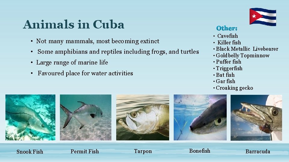 Animals in Cuba Other: • Not many mammals, most becoming extinct • Some amphibians