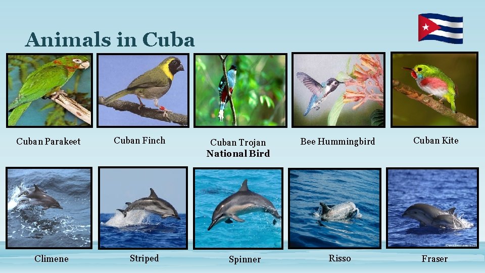 Animals in Cuban Parakeet Climene Cuban Finch Striped Cuban Trojan National Bird Spinner Bee