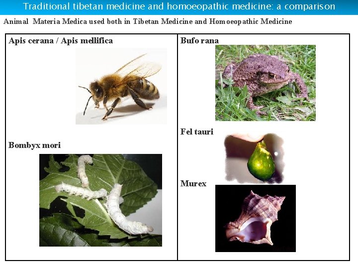 Traditional tibetan medicine and homoeopathic medicine: a comparison Animal Materia Medica used both in