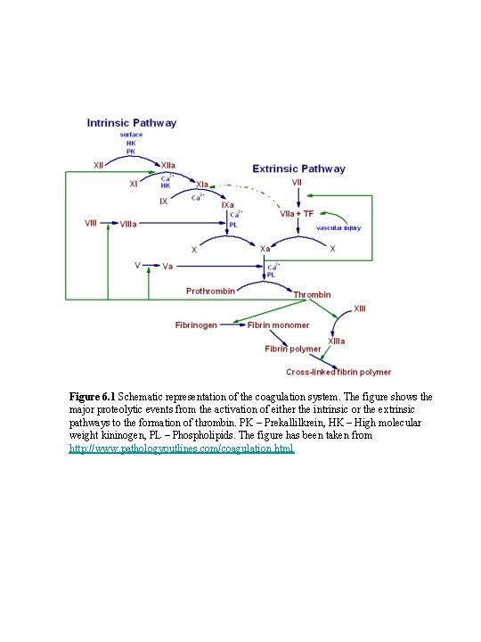 Figure 6. 1 Schematic representation of the coagulation system. The figure shows the major