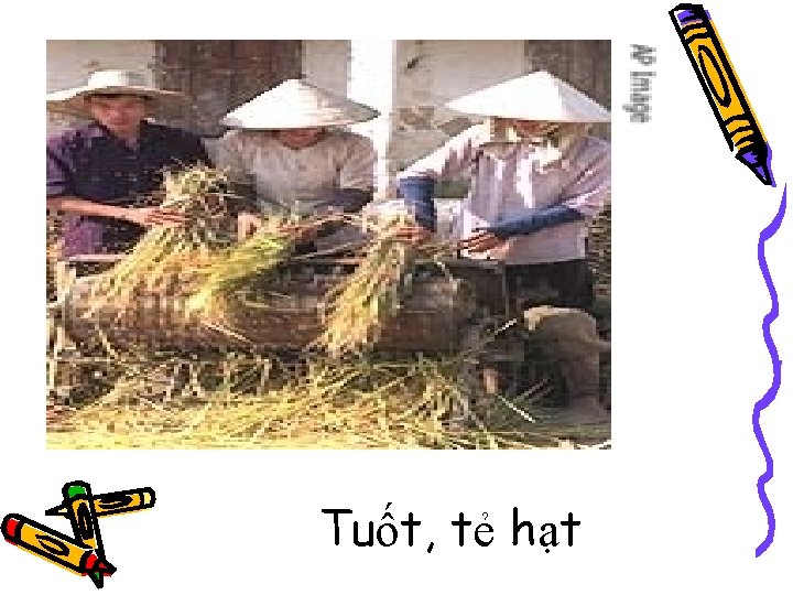 Tuốt, tẻ hạt 