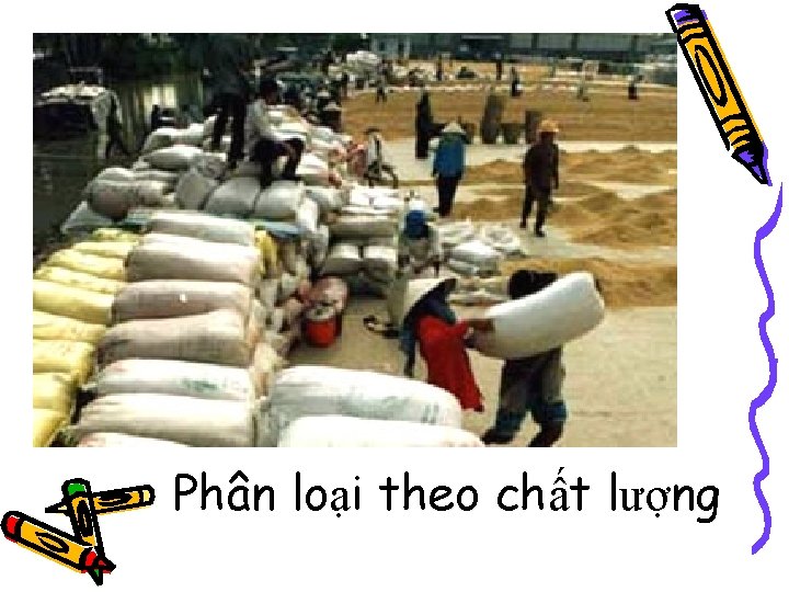 Phân loại theo chất lượng 