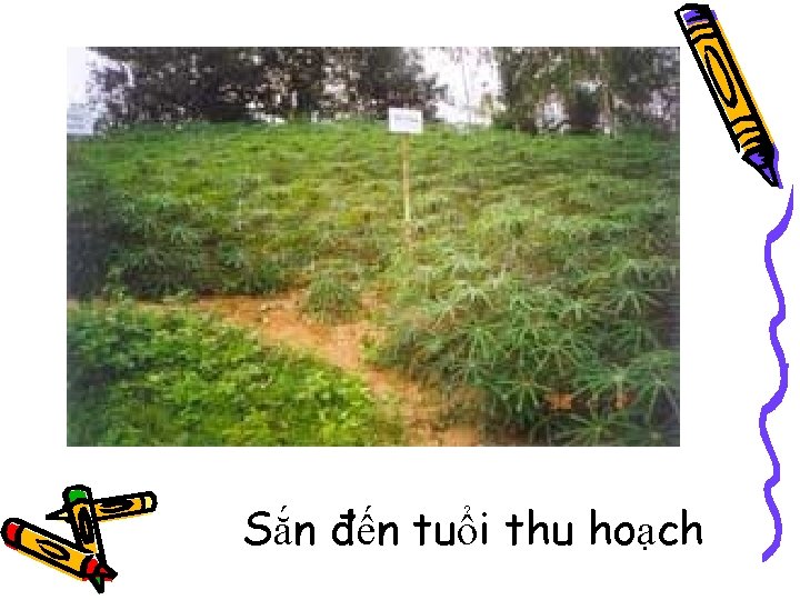 Sắn đến tuổi thu hoạch 