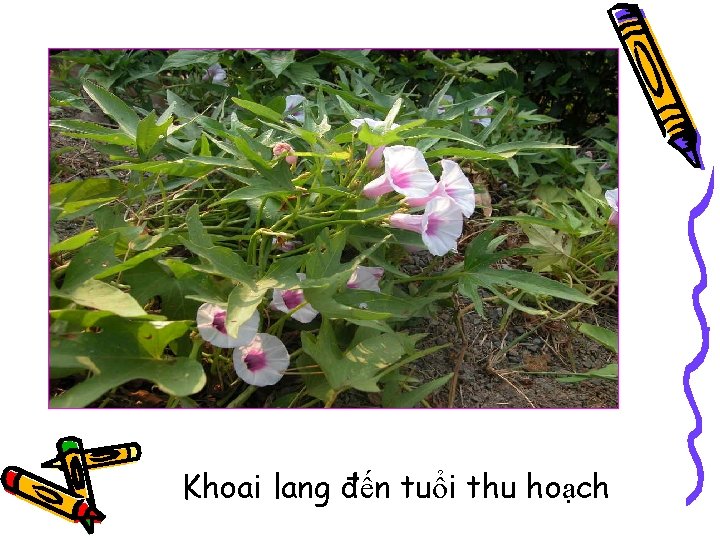 Khoai lang đến tuổi thu hoạch 