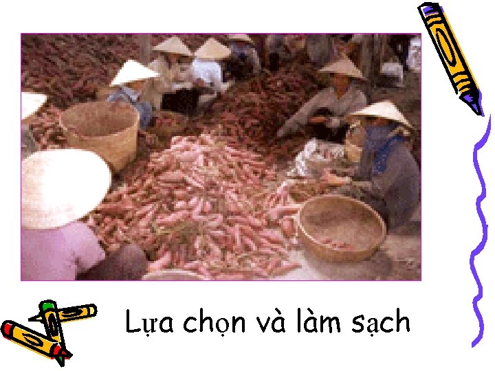 Lựa chọn và làm sạch 