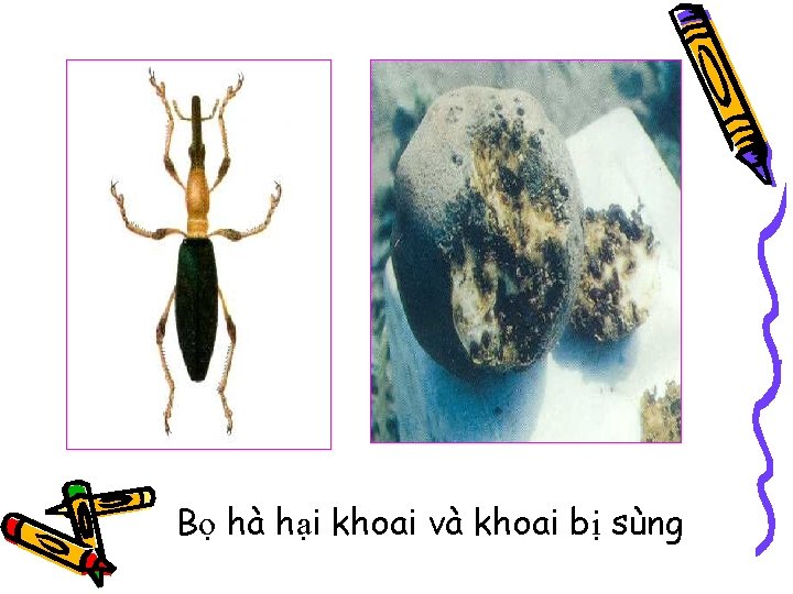 Bọ hà hại khoai và khoai bị sùng 