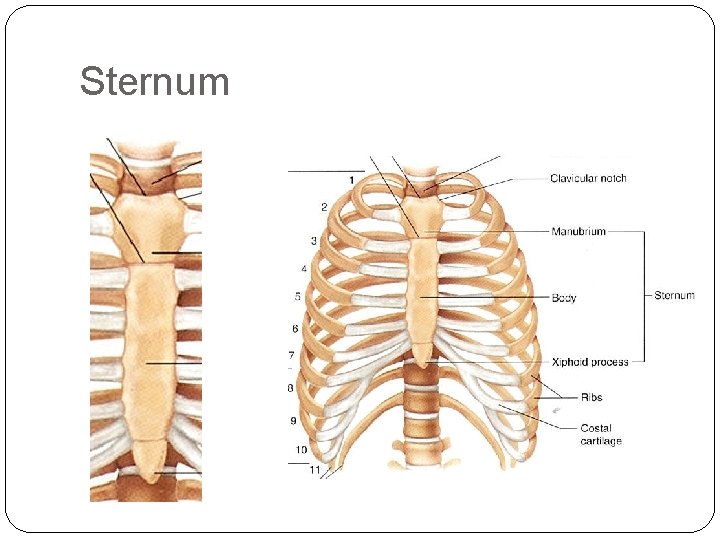 Sternum 
