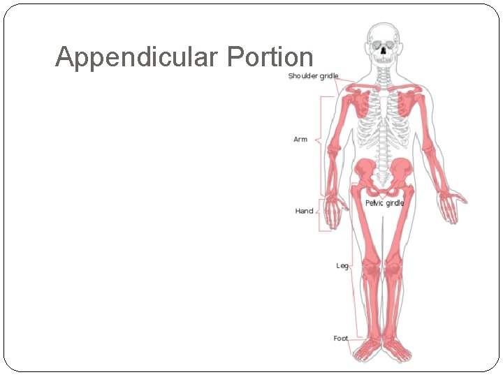 Appendicular Portion 