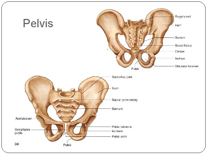 Pelvis 