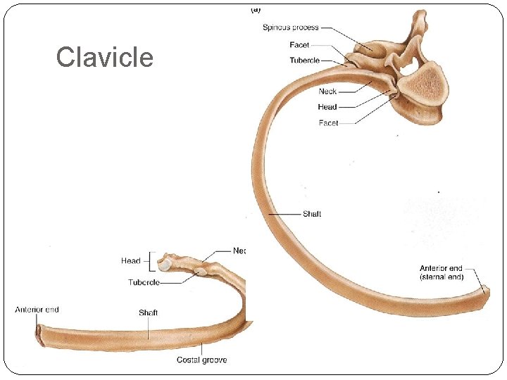 Clavicle 
