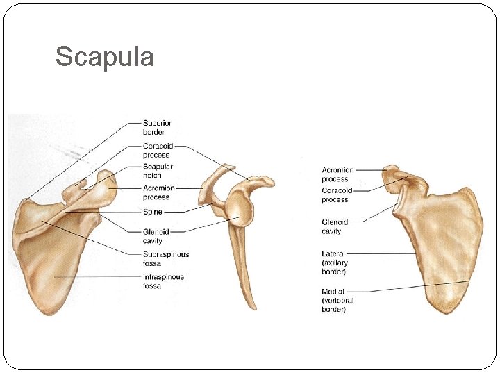 Scapula 