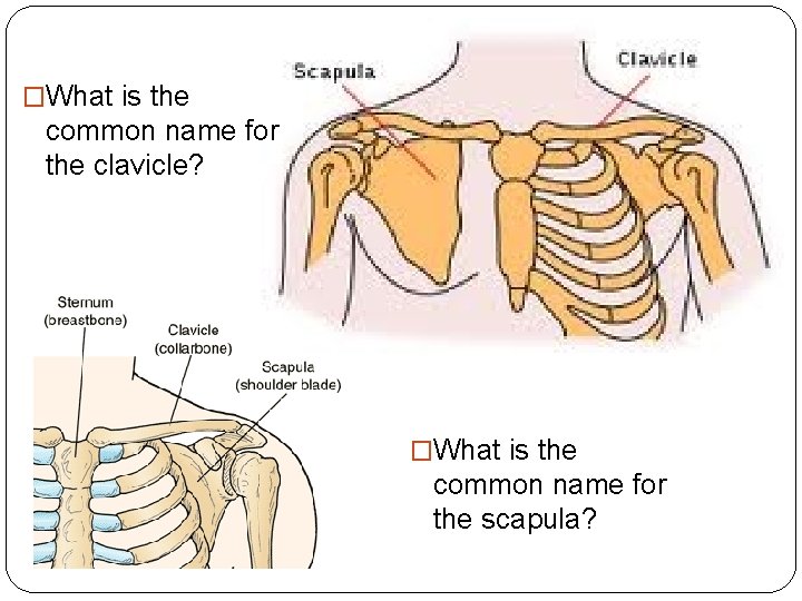 �What is the common name for the clavicle? �What is the common name for